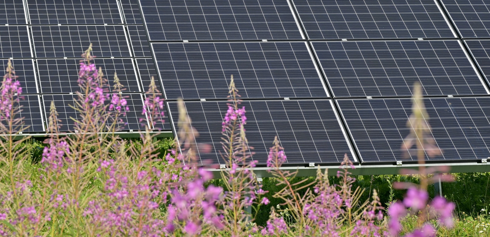 Solar panels with pink wildflowers in the foreground